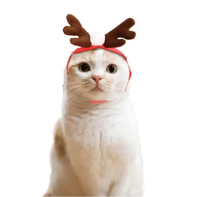 Winter woof Christmas collection