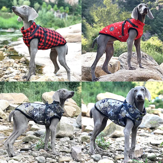Winter Dog collection Clothes