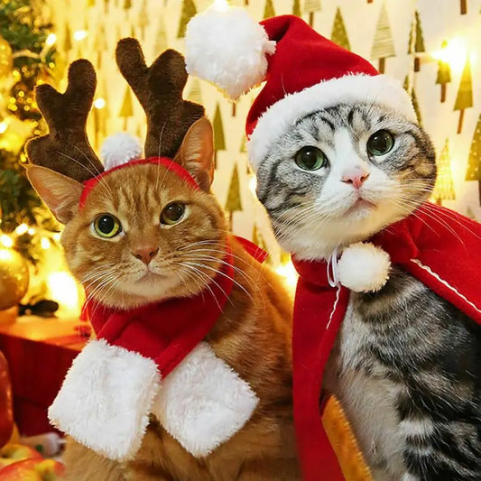 Winter woof Christmas collection