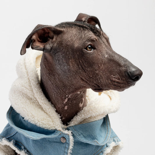 Paw-fect fur & Denim jacket